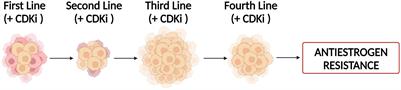 Autophagy and senescence facilitate the development of antiestrogen resistance in ER positive breast cancer